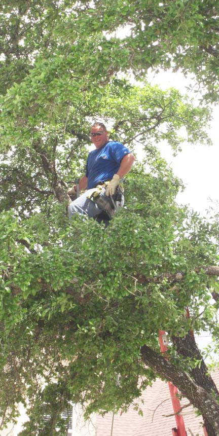 Pruning large tree in Bee Caves Texas