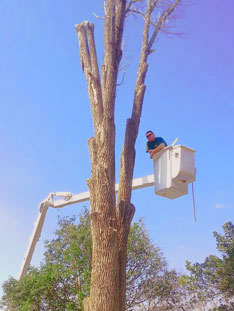 tree trimming Bee Caves Texas