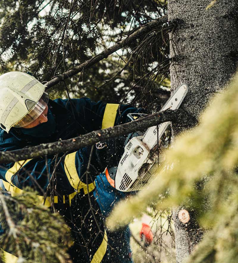 Certified Arborist Trimming and Removing trees