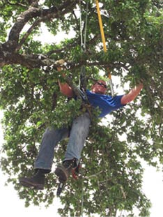 Worker in tree trimming branches
